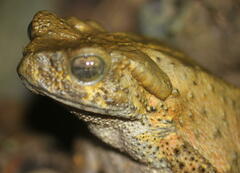 Phrynoidis juxtasper