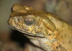 Phrynoidis juxtasper