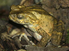 Phrynoidis juxtasper