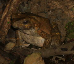 Phrynoidis juxtasper