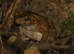 Phrynoidis juxtasper