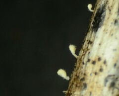 Chaetotyphula actiniceps