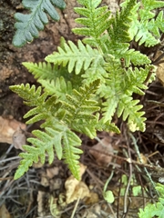 Notholaena standleyi