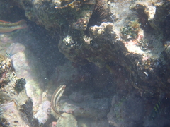 Halichoeres maculipinna