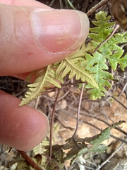 Notholaena standleyi
