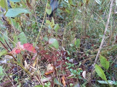 Chaetotyphula actiniceps