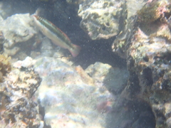 Halichoeres maculipinna