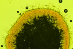 Chaetotyphula actiniceps