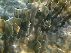 Millepora complanata