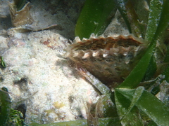 Pinna carnea