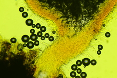 Chaetotyphula actiniceps