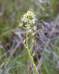 Toxicoscordion paniculatum