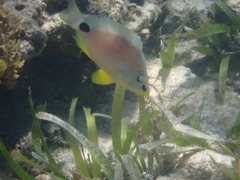 Hypoplectrus unicolor