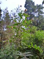 Cirsium subcoriaceum