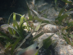 Hypoplectrus unicolor