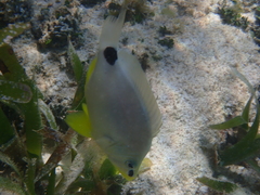 Hypoplectrus unicolor