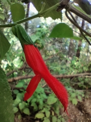 Salvia gesneriiflora