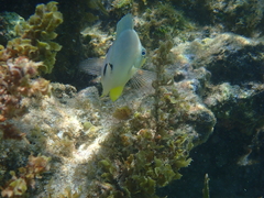 Hypoplectrus unicolor