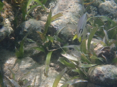 Hypoplectrus unicolor