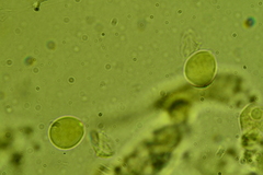 Chaetotyphula actiniceps