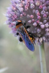 Megascolia maculata maculata