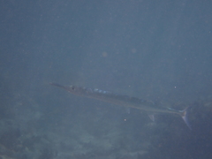 Tylosurus crocodilus