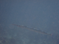 Tylosurus crocodilus