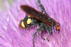 Megascolia maculata maculata