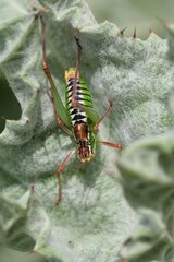 Poecilimon cretensis