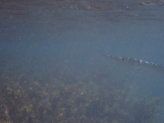 Tylosurus crocodilus