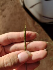 Bothriochloa pertusa