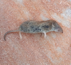 Crocidura