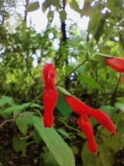 Salvia gesneriiflora