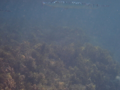 Tylosurus crocodilus