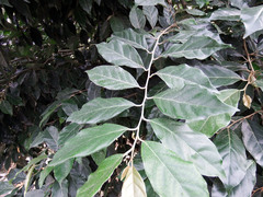 Elaeagnus conferta