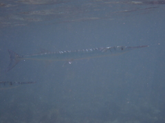 Tylosurus crocodilus