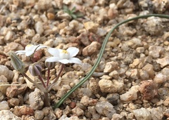Muilla coronata