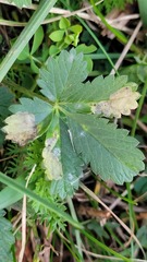 Metallus lanceolatus