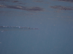 Tylosurus crocodilus