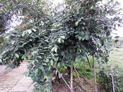 Elaeagnus conferta