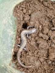 Pseudoeurycea leprosa