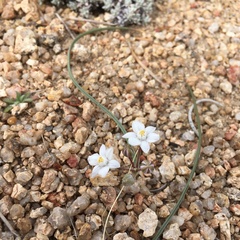 Muilla coronata