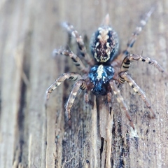 Textrix denticulata