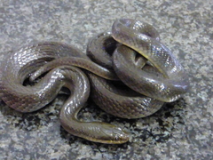 Common Brown Water Snake photo 1