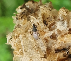 Oxycarenus hyalinipennis