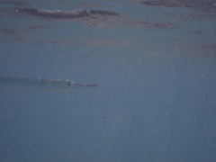 Tylosurus crocodilus