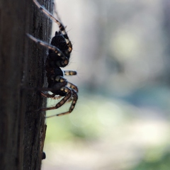 Textrix denticulata
