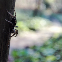 Textrix denticulata