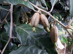 Elaeagnus conferta