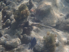 Acanthurus coeruleus